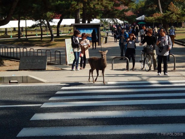 Nara Park, srna u propisnom prelasku ulice