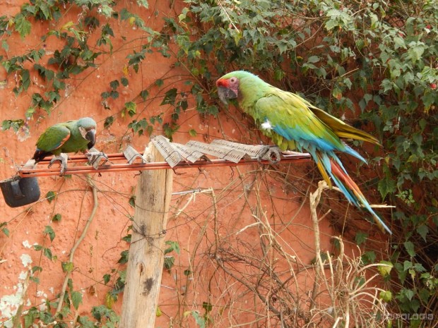 Simptični papaji, vrhunac ponude grada Urubamba