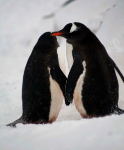 Antartika - by Vjekoslav Paun