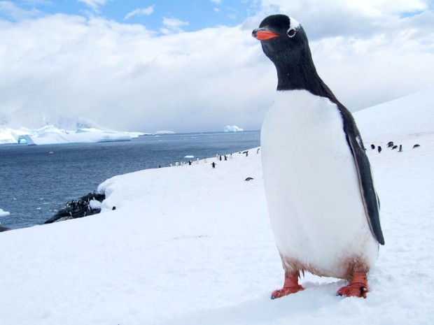 Antartika - by Vjekoslav Paun