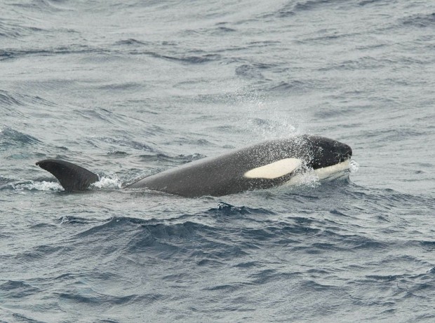 Antartika - by Vjekoslav Paun