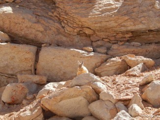 Viscacha - izgleda kao hanny banny ali nije zec