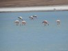 Laguna Hedionda, nova vrsta flamingosa, drugačija od do sada viđenih