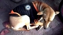 Myanmar/Burma - by Slobodan Tomić